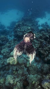 1.2M views · 24K reactions | Mermaid swims through beautiful reefs in the Pacific Ocean 隆‍♀️ #mermaid #professionalmermaid #mermaidtail #mermaidlife #mermaidcore #fantasy #fantasycreature #sirencore | Mermaid Sirenity | Facebook