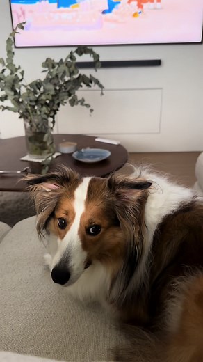 Enhancing Quality Time with Your Dog using the Dog Vision Filter