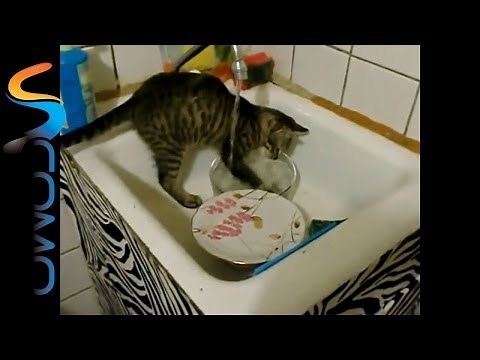Gatos divertidos - Funny Cats
