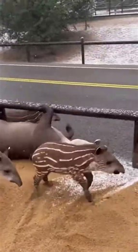 Brazilian Tapirs Slide Down Steep Muddy Hill Crashing Into House Structure During Rain and Snow