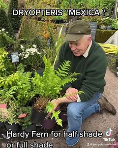 17 reactions | Dryopteris “Mexica “ is a tough and hardy fern that...
