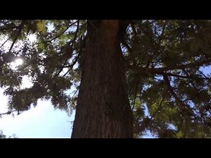 Silky Oak - Grevillea robusta