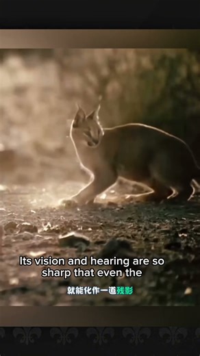 Insane Caracal Jump! The Fastest Hunter Catches Prey With Pinpoint Accuracy