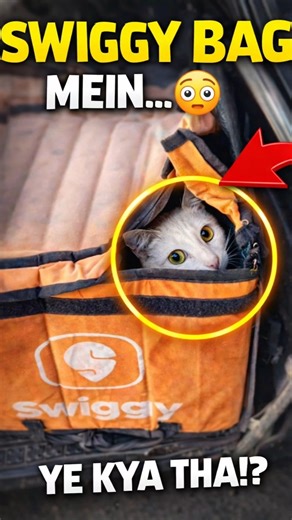 Swiggy ke Bag Mein. Ye Kya Mila?! 😳🐱 | Unexpected Cat Inside Bag 🔥 #cat #cats #catshorts #catfunny