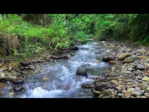 🌿 Nature's Lullaby and Sleep and Relaxation – River Song Echoes Through Bamboo Wilderness
