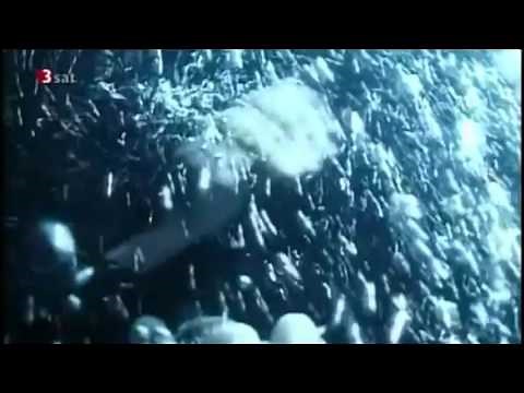 Woman attacked by diver.Scuba Fight!