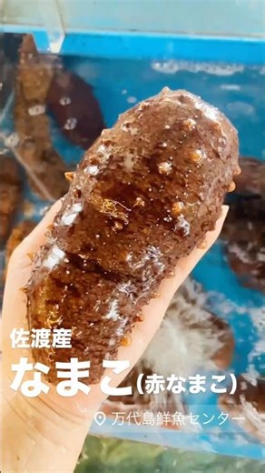 佐渡産 なまこ（赤なまこ） #万代島鮮魚センター #万代島鮮魚センターからおはよう #shorts