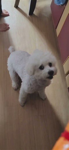 강아지 오리 꽥꽥이 국뽕
