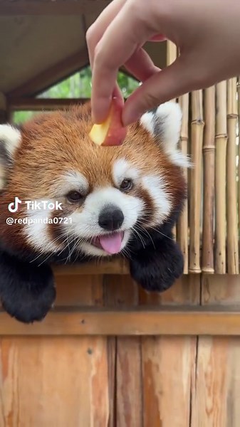 #redpanda #cute #foryou #fpy #zoo #ailurusfulgens #amsr #apple | red panda standing up