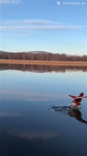This chick can't fly but it can swim#swimingchick#viral