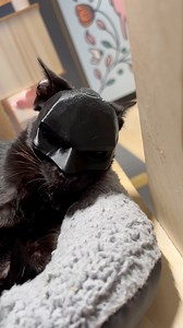 8K views · 134 reactions | One of our awesome volunteers did the coolest thing and 3D printed batman masks in various sizes to fit each kitten’s head perfectly  #halloween #batcat#batman #bat #cats #catcostume #petcostume #halloween #catlover | Mini Cat Town | Facebook