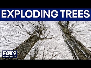 Do trees actually explode from extreme cold?