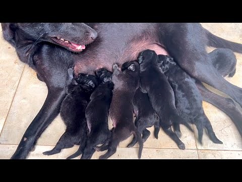 The Journey of 7 Newborn Puppies: Their First Fresh Milk Experience - Day 21