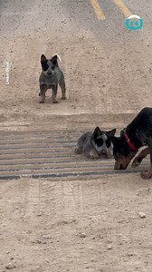 One brave, one smart! | ViralHog