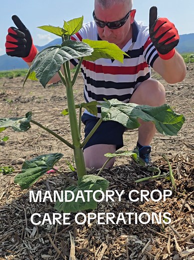 Essential Care Operations for Paulownia Trees