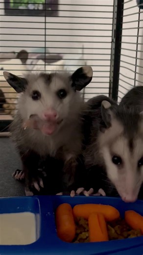 145K views · 19K reactions | Opossum babies eating!!! VOLUME UP ⬆️ | Lucky the opossum - Lucky’s Legacy | Facebook