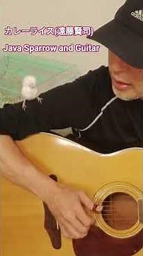 カレーライス 遠藤賢司 Java Sparrow and Guitar68 文鳥とギター68 shorts