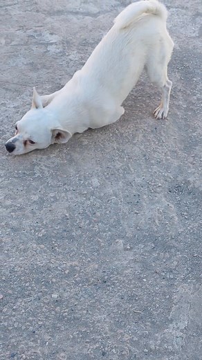 16K views · 43 reactions | #chihuahua #jackrussell ❤️ | Knox Yvo | Facebook