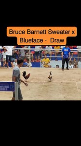BBS x Blueface - Draw🔥🔥🔥 Disclamer: No Birds were harmed in taking of these video or photos!!! #gamefowlnation#ofwlife#gamefowlmovement#breedermax#backyardchickens#backyardbreeder#SEAMAN#MasterMarcus#seamandaragat#ForBreedingpurposesOnly#noharmanimals#noharmintended#starseverywhereシ#StarSender#sabongislife#TeamLoDyes#ofwsabong#manokislife#Fundamentals#sisiw#gamefowl#gamefowlbreeders#gamefowlbreeder#WPC#manok#seamanok#TheComeBack#PitMastersLive#TheComeBackIsSoon#LuckCanNeverBeatKnowledge | Bha
