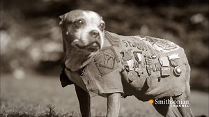 Since WWII, the U.S. military has trained dogs to become some of their most useful soldiers. Shot in 1948, this incredible footage shows paratroop dogs landing in the Arctic to learn how to rescue plane crash victims. 🎥SEAL Dog | Smithsonian Channel Aviation Nation