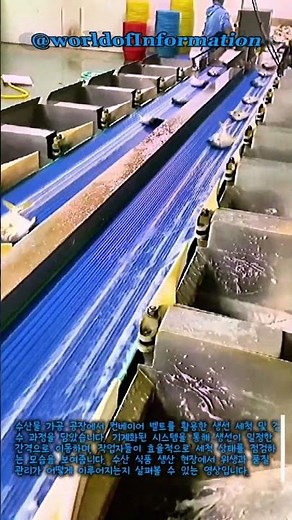 대량 생선 가공 시스템: 효율적인 수산물 세척 및 분류 작업 #worker #process #seafoodfactory #manufacturing #production