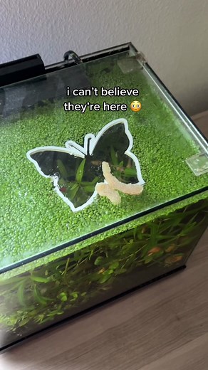 what are these in my tank?! 😳 #fishtok