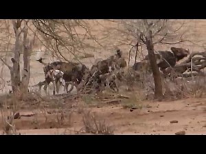 Wild dog eating Warthog live 20151125