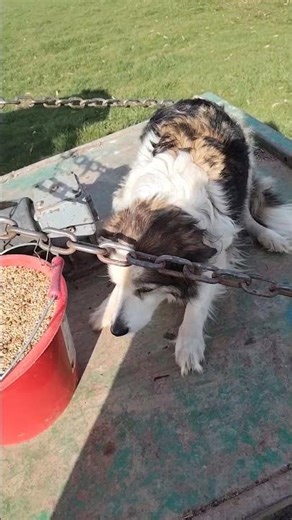 nourrissage des moutons et des chevaux #cheval #mouton