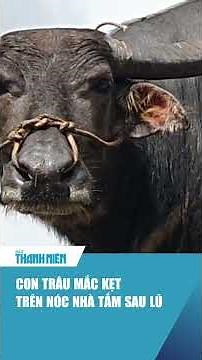 Con trâu mắc kẹt trên nóc nhà tắm, sống sót qua lũ dữ