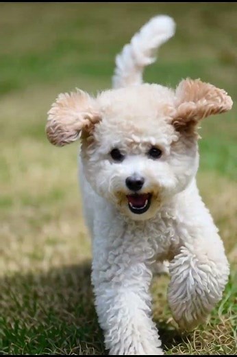 CUTE BICHON HAVANESE 1 #cute #dog #bichonhavanese #bichon