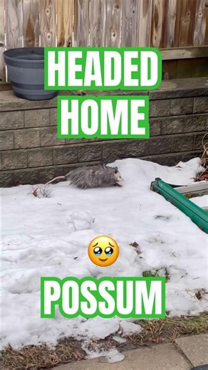 🪜 #possum #possums #opossum #opossums #animal #nature #cute #snow #winter #fypシ #fypシ゚viral #fyp