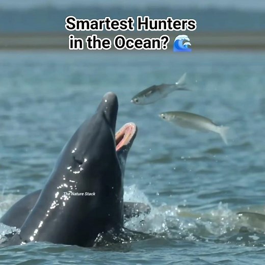 Dolphin’s Genius “Mud Ring” Hunting Strategy 🐬​ ​#Dolphins #Wildlife #SeaLife #TheNatureStack