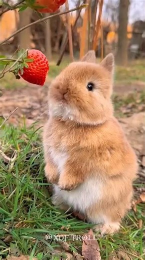 The Evolution of Giant Animals