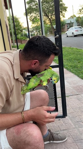 El cariño de papá siempre ❤️🦜 #loro #viral #mascotas #amor #fyp