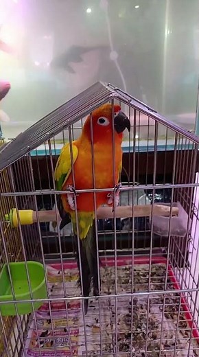 The Stunning Sun Conure | Nature’s Most Colorful Parrot with a Cheerful Voice #birds