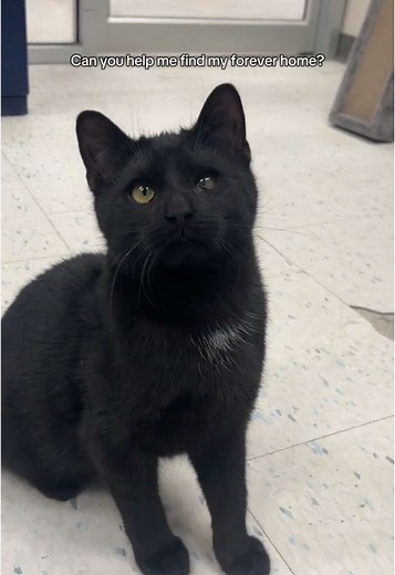 Find Nickel: Unique Cat Seeks Loving Forever Home