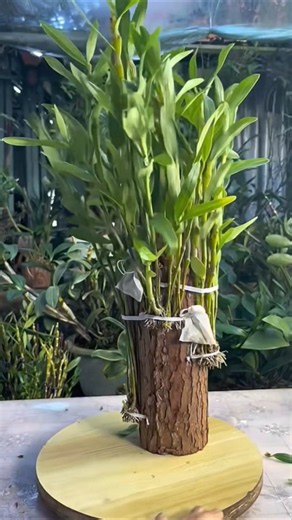 Very Simple Videos method tutorial How to propagation plant on the wood log 🪵🪵🪵🌳🌳🌳🌳🌱🌱🌱🌱🌱