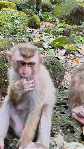 Poor monkey’s tiny hands shake as he hides from danger | BB Monkey Lucie