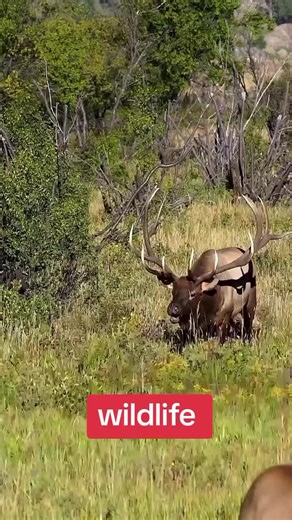 Exploring American Wildlife in Nature