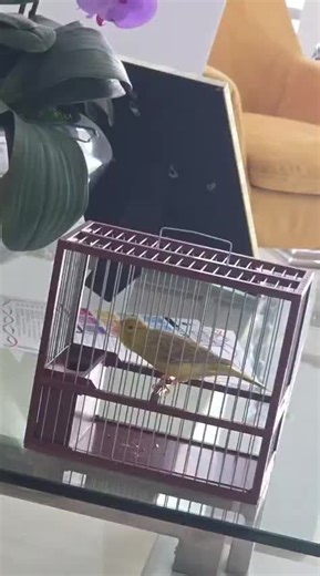 Discover Classic Canary Singing: Timbrados Performers