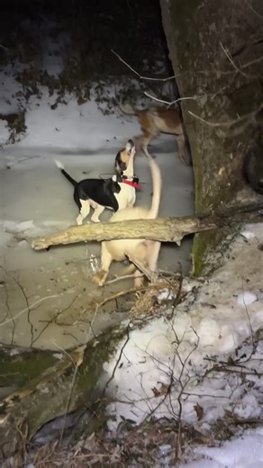 Celebrating Women Who Hunt with Treeing Walker Coonhounds