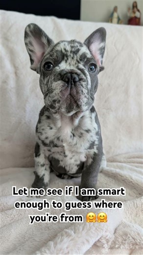 I love a challenge 🥰 #puppy #dog #roblox #minecraft #funny #shorts #cat #viralshort