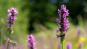 Wild Violet Lavender in field of flowers Wood Betony (Betonica officinalis)- (4K)