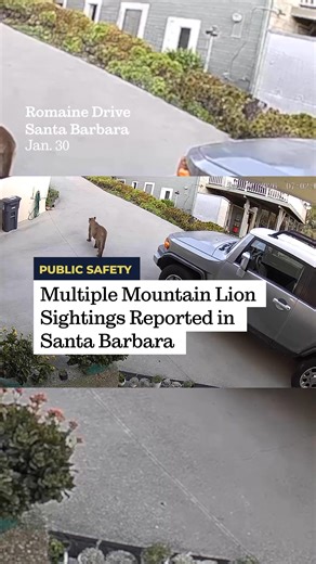 Santa Barbara police are urging residents to remain vigilant after multiple mountain lion sightings were reported over the weekend in neighborhoods near Oak Park and Mission Creek — including one caught on a home security camera in the Samarkand area in broad daylight.⁠ ⁠ According to a media release issued Monday, Santa Barbara Animal Control was notified on February 2 of “multiple sightings over the weekend of a mountain lion in the Oak Park and Mission Creek areas.” The sightings occurred dur