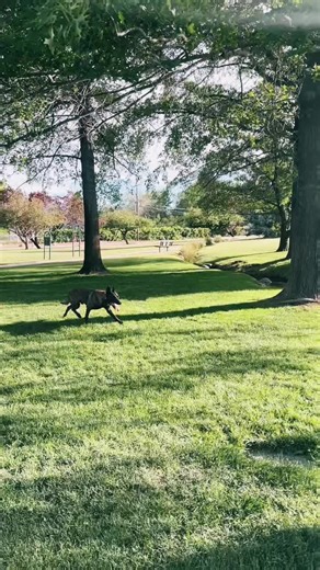 Battle Born Performance K9 (@battlebornperformancek9)’s videos with original sound - Adelitas Way