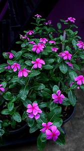 Periwinkle flowers | My Beautiful Garden