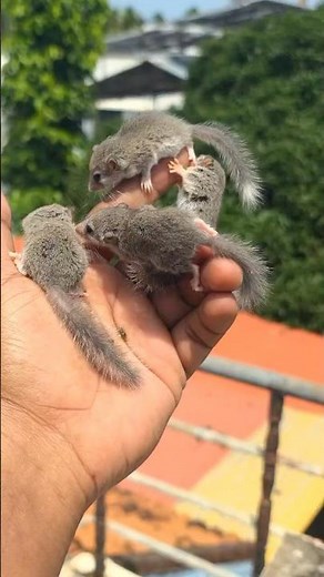 Micro squirrel🥰African pygmy squirrel | kerala pet | termed squirred kerala #termedpair #kerala #in