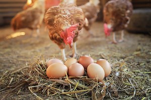 Poules : la stratégie à adopter en janvier pour doubler la production d’œufs cet hiver