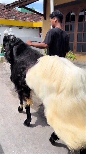 Exploring the Sound of the Monster Goat