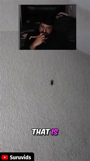 Giant cockroach encounter ends exploration